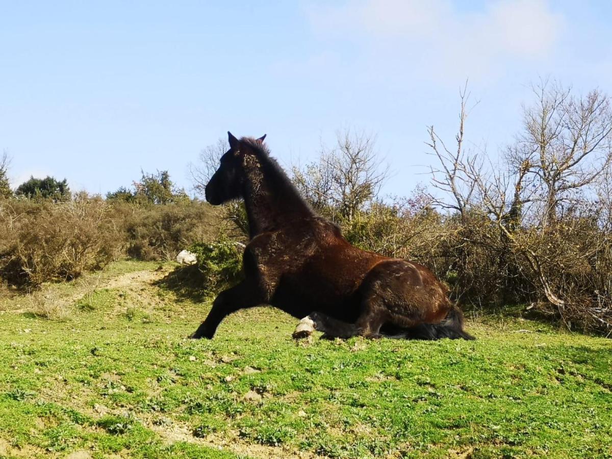 Terres De Barrejat Villa Cazals-des-Bayles Dış mekan fotoğraf